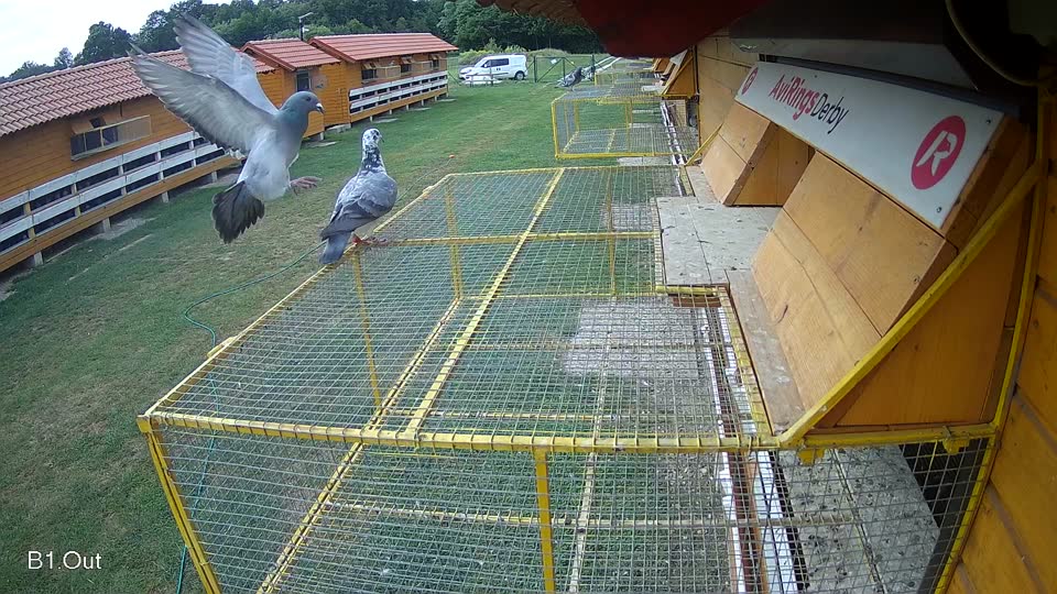 Pigeon Arrival Image For Race Race 3