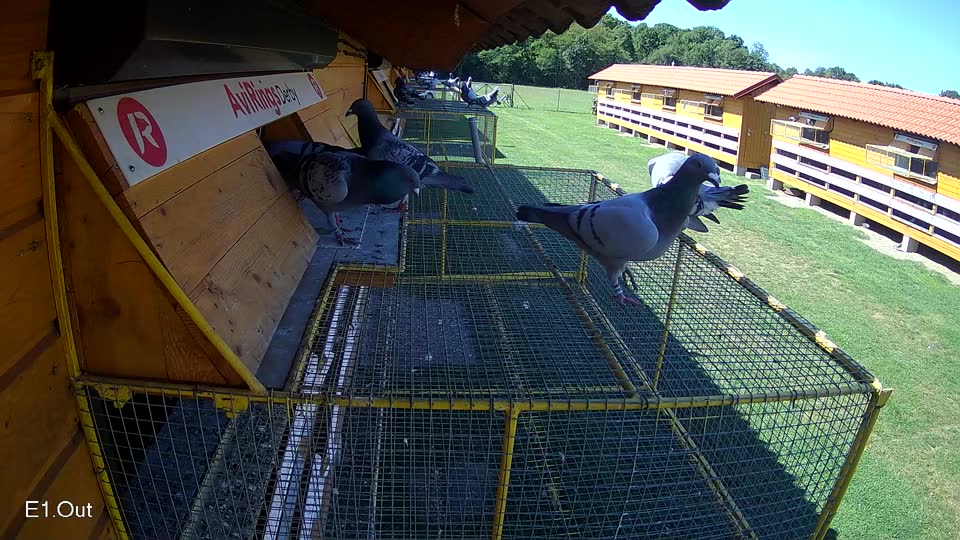 Pigeon Arrival Image For Race Race 2