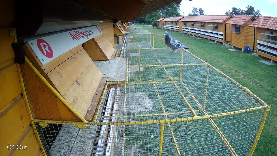 Pigeon Arrival Image For Race Race 3