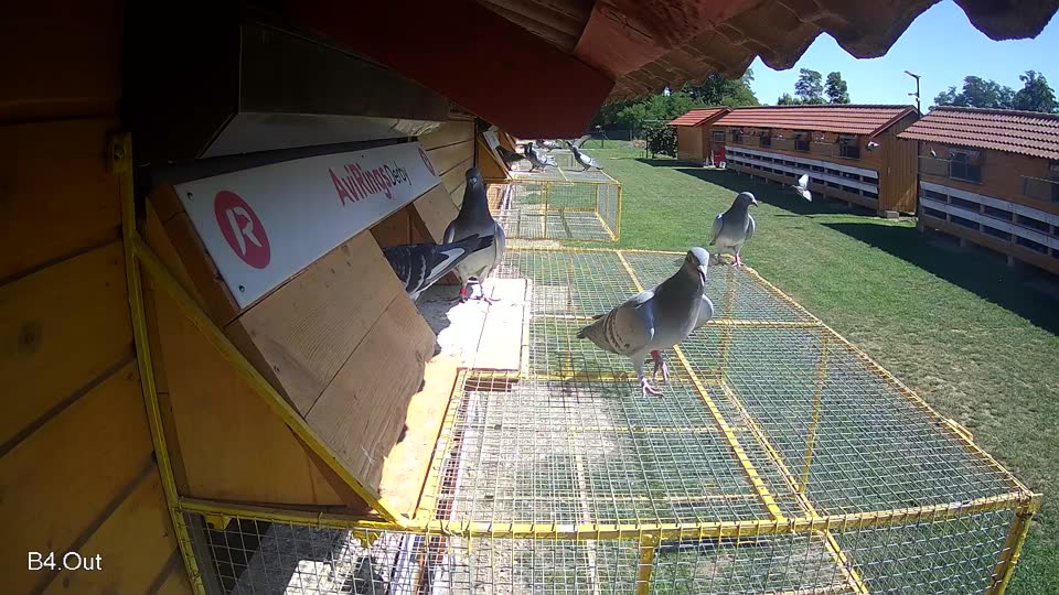 Pigeon Arrival Image For Race Race 2