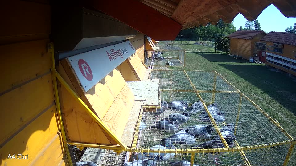 Pigeon Arrival Image For Race Race 5