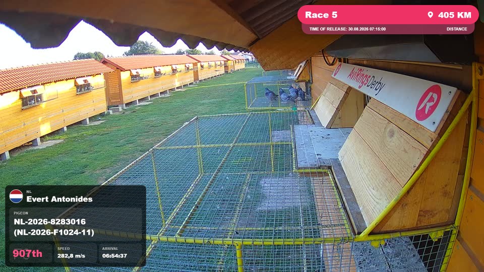 Pigeon Arrival Image For Race Race 5