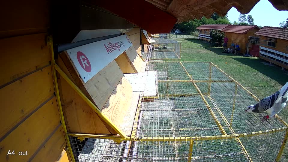 Pigeon Arrival Image For Race Race 1