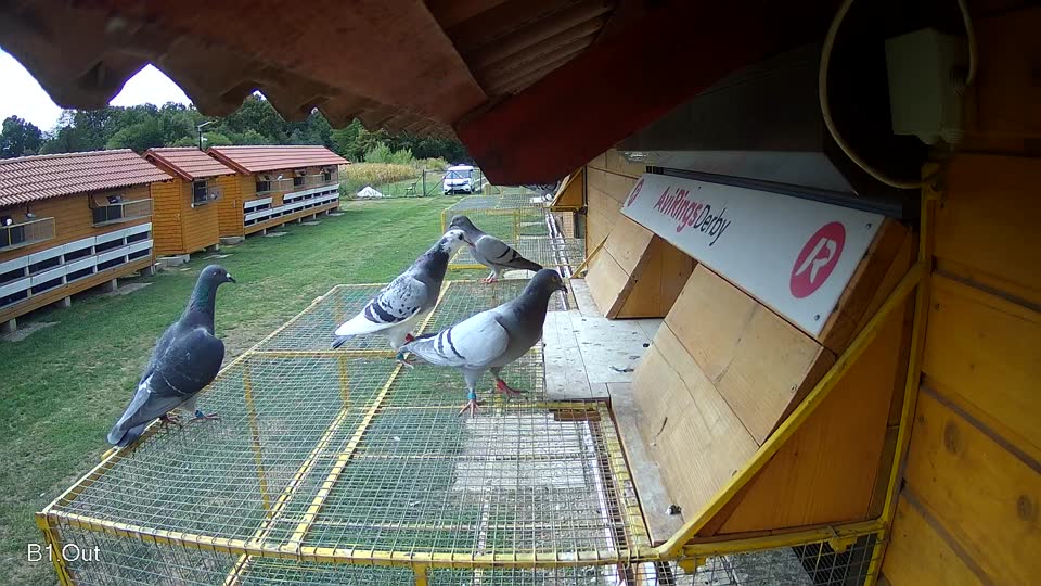Pigeon Arrival Image For Race Race 4