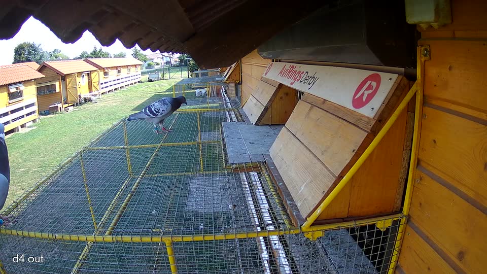Pigeon Arrival Image For Race Race 1