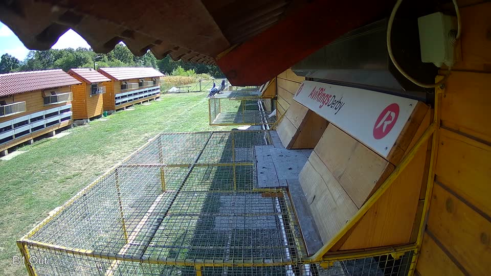 Pigeon Arrival Image For Race Race 5