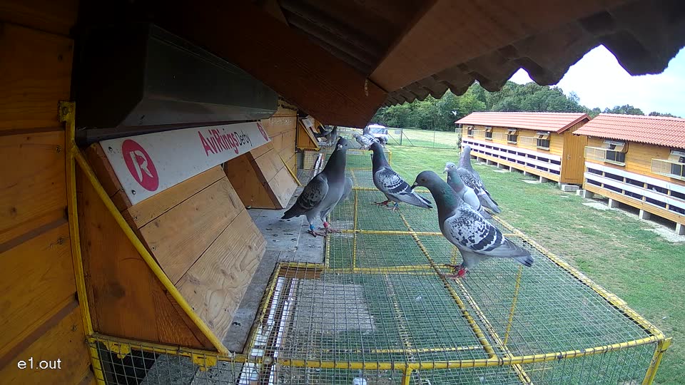 Pigeon Arrival Image For Race Race 4