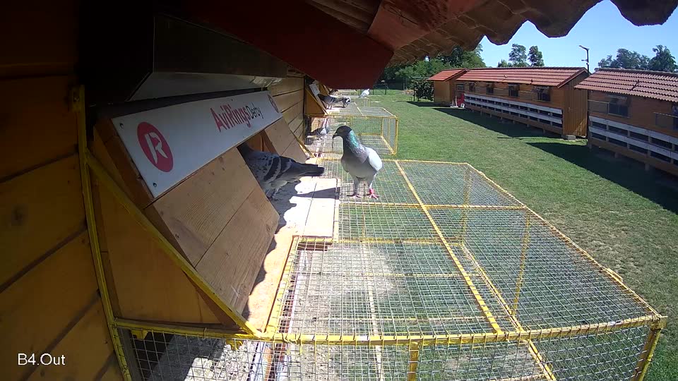Pigeon Arrival Image For Race Race 2