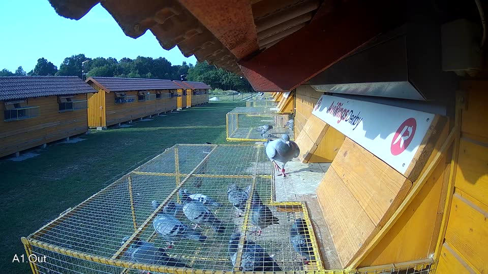 Pigeon Arrival Image For Race Race 4