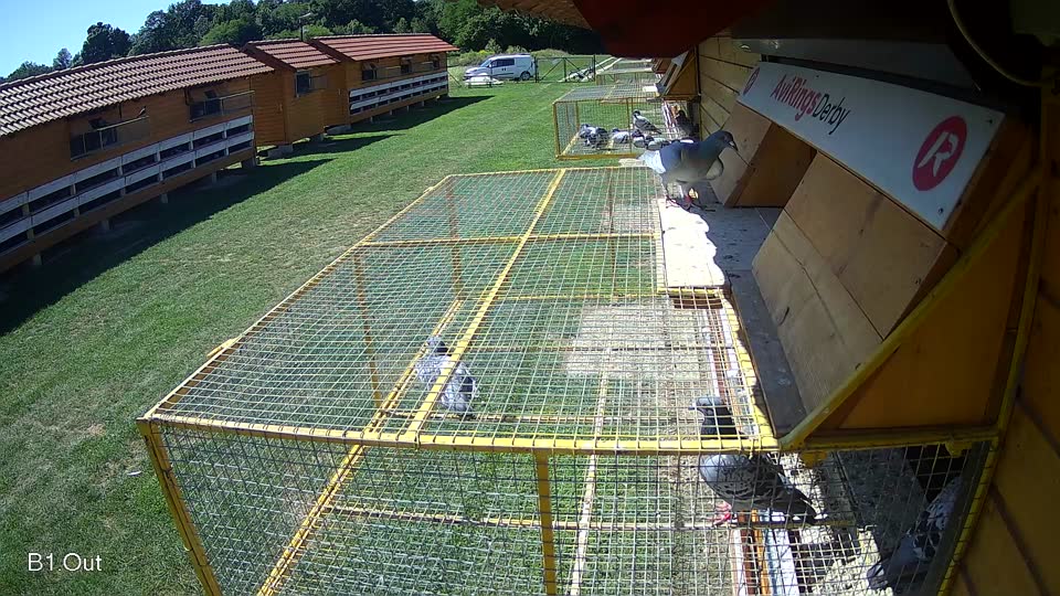 Pigeon Arrival Image For Race Race 2