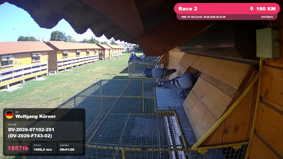 Pigeon Arrival Image For Race Race 2