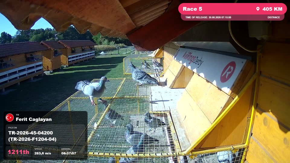 Pigeon Arrival Image For Race Race 5