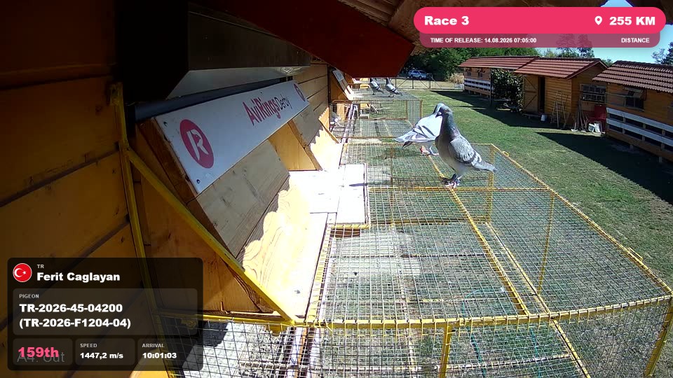 Pigeon Arrival Image For Race Race 3