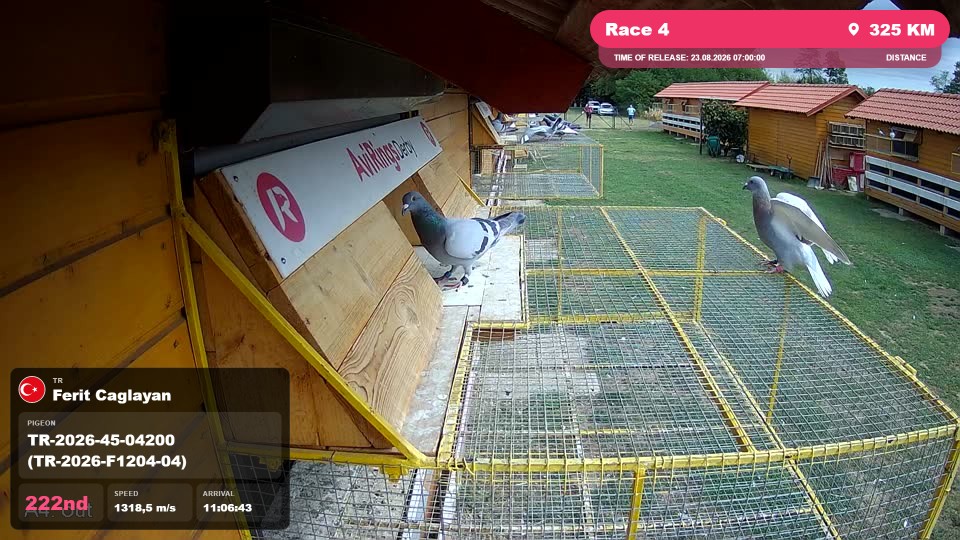 Pigeon Arrival Image For Race Race 4