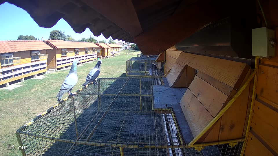 Pigeon Arrival Image For Race Race 3