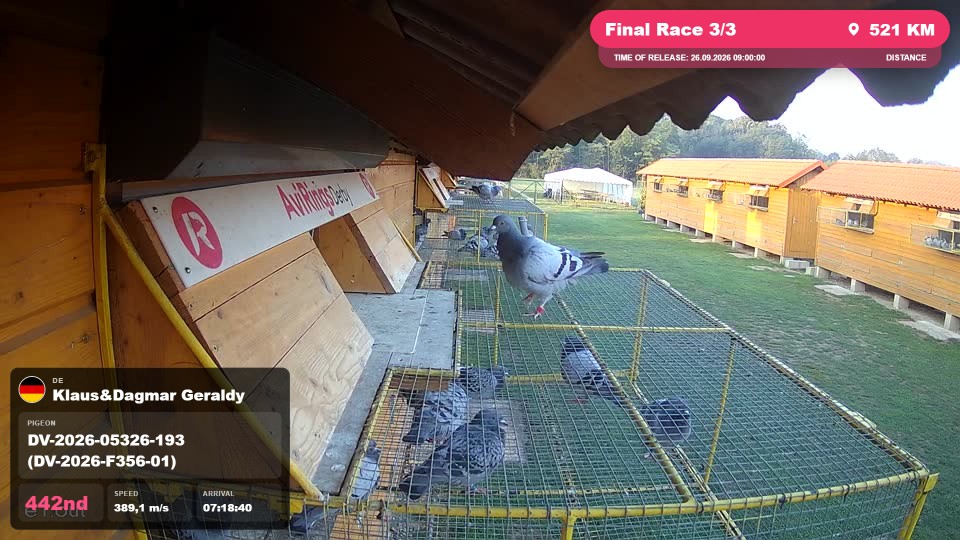 Pigeon Arrival Image For Race Final Race 3/3