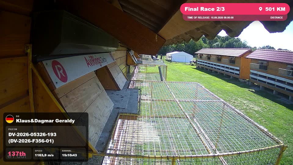 Pigeon Arrival Image For Race Final Race 2/3